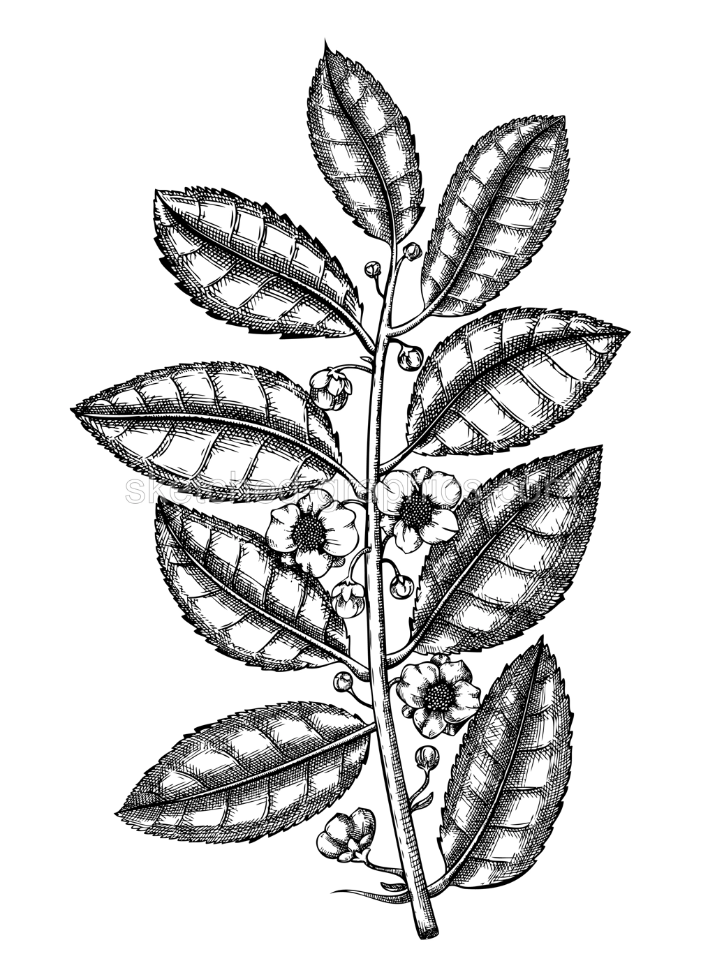 Hand-sketched tea plant illustrations. Vector sketch of Camellia with leaves and flowers isolated on white. Vintage  hand drawing for tea brands, packaging, logos design Illustration